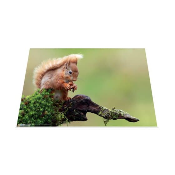 Herma Schreibunterlage Eichhörnchen - 55 x 35 cm