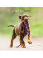 AlphaEdition Bildkalender Hundewelpen - 30 x 60 cm